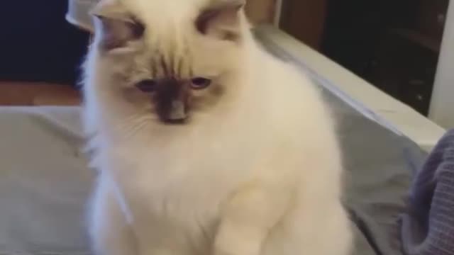 My cat's shocking reaction😻🙀😹