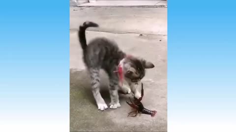 Funny`s Cats one