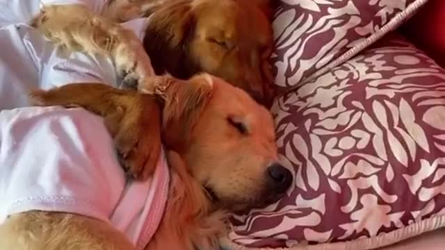 cutest sleeping funny animals moments