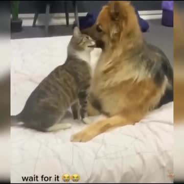 😍💓😍💓😍💓😍💓😍💓😍💓😍💓😍💓😍💓 #cats #shorts