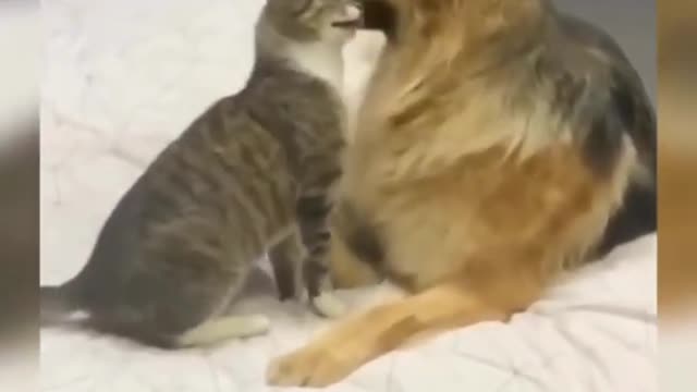 😍💓😍💓😍💓😍💓😍💓😍💓😍💓😍💓😍💓 #cats #shorts