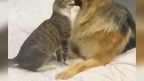 😍💓😍💓😍💓😍💓😍💓😍💓😍💓😍💓😍💓 #cats #shorts