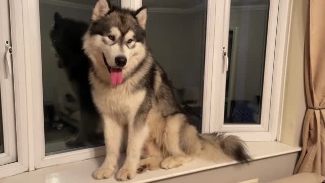 Baby Learns To Howl And Shares Her First House With Malamutes!