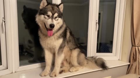 Baby Learns To Howl And Shares Her First House With Malamutes!