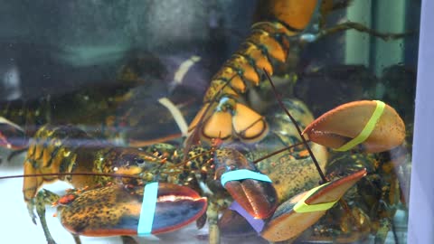 Lobsters And Crabs In Water Alive With Tied Pincers In Supermarket