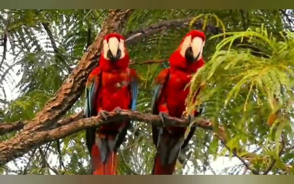 Six beautiful birds from Brazil