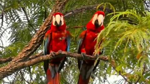 Six beautiful birds from Brazil