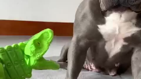 Dog video