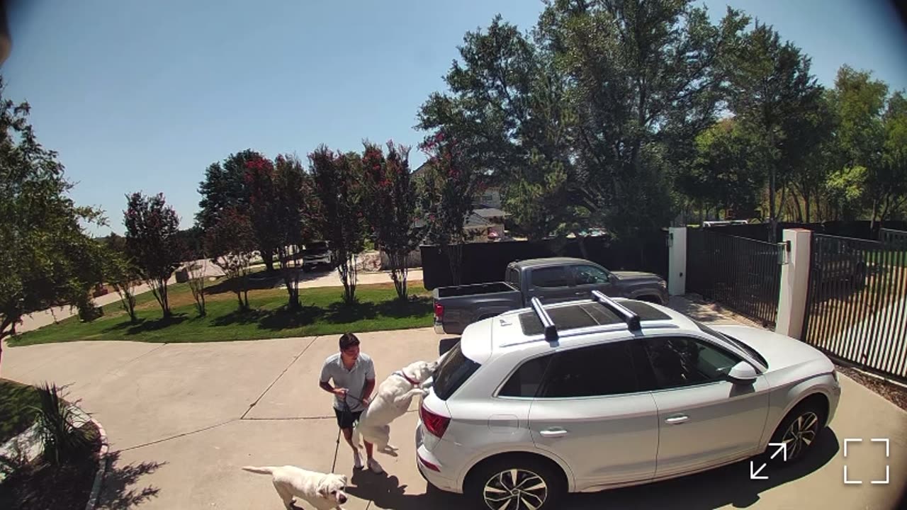 Excited Dog Does Parkour On Closed Car