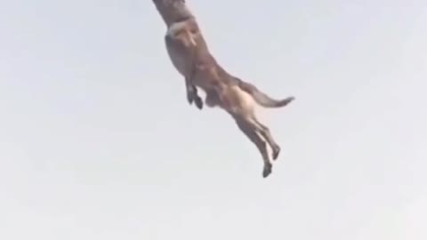 Nice Jump for dog😍😍