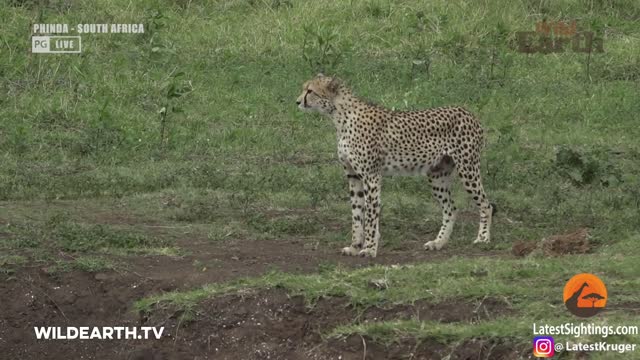 Crocodile catching cheeta video