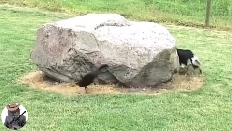 Funny strange Animals