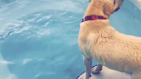 Dog dives for bone in jacuzzi