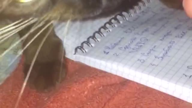 My funny cat Buks want to eat my pen! Watch to the end!