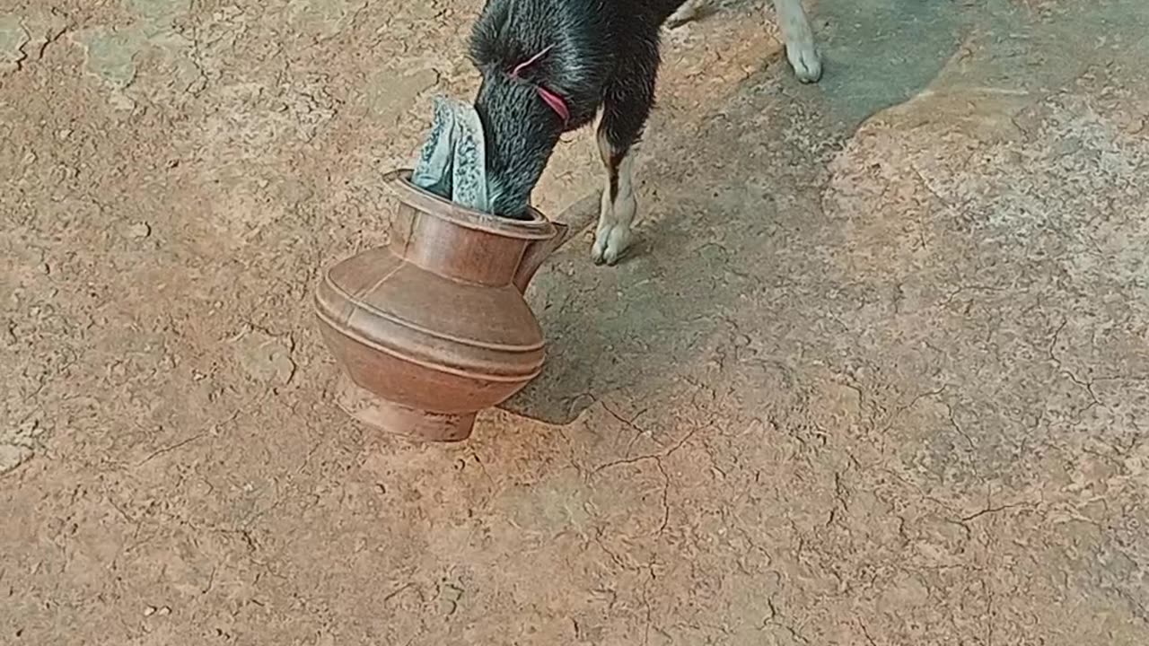 বদনা যখন ছাগল খায়