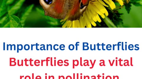 fact about butterflies...14/.25