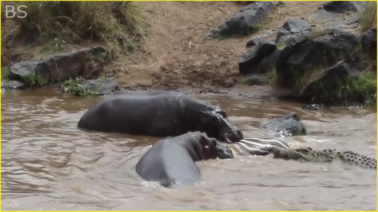 10 Scary Moments Hippos Destroying Their Opponents