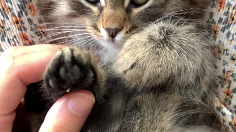 CATS