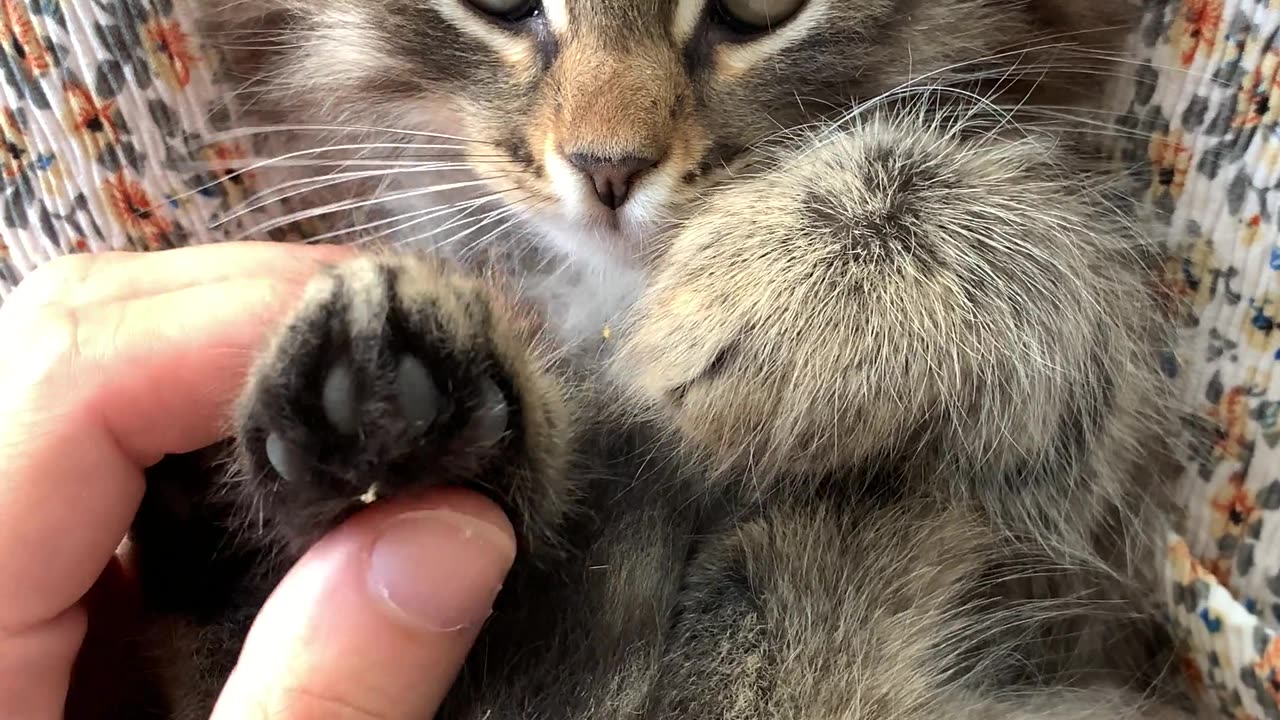 CATS