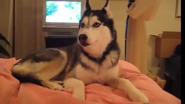 Husky Dog can Talk I love you.