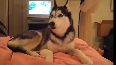 Husky Dog can Talk I love you.