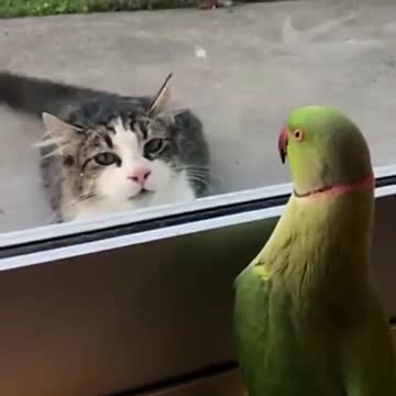 parrot makes cat funny