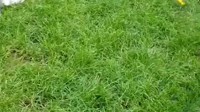 Chocoladebruine Labrador puppy 8 weken oud