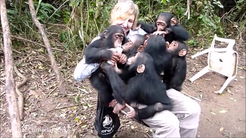 Cuddly Baby Chimpanzees - Cutest Compilation