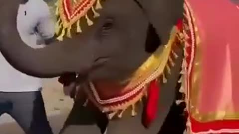 Baby elephant dance