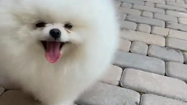 สุนัข_funny animal_cute dog_funny animals_funny animal videos_cute dogs_(1080P_HD)