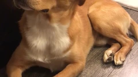 Brown dog listening to owners hiccups and trembling