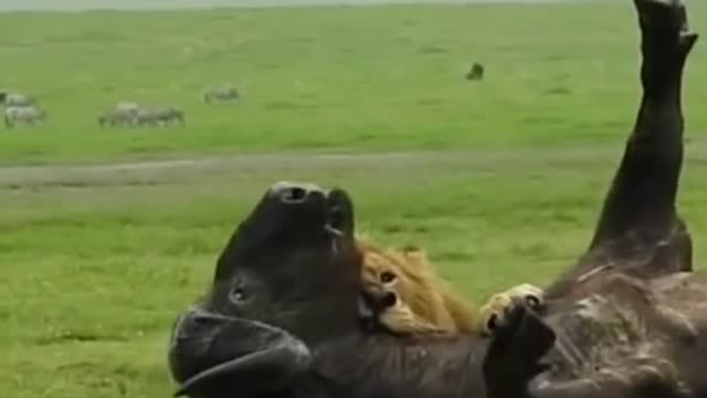 Lion attack on buffalow