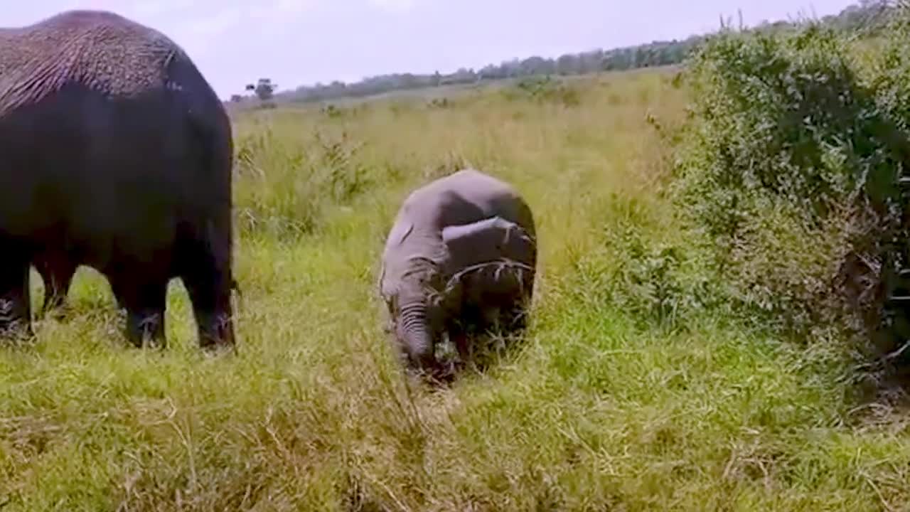 Baby elephants adorably tries to eat leaves like hid mother