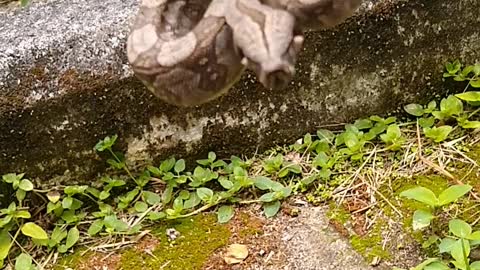 There was a snake on the tree branch.