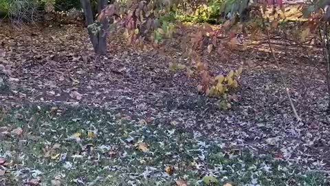 Fetch in the leaves