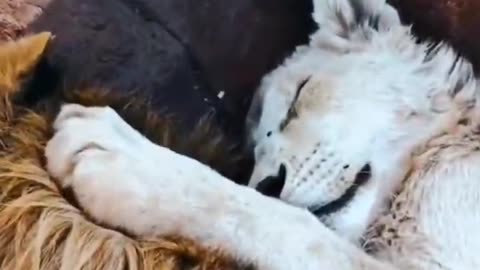 Friendship with lion #shorts #shortvideo #video #virals #videoviral