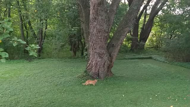 Cat plays fetch with apples 2