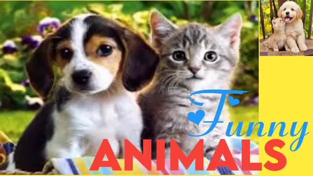 Dog Pappy funny dog video funny video dog video funny dog bathing training videos i