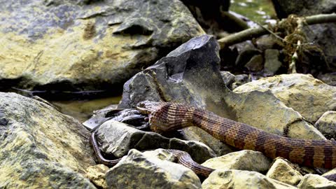 A Snake Eating Fish | Snake Video