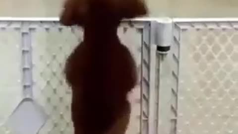 Maltese dances on a song...