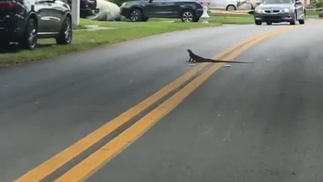 Lizard Uses Lightning Fast Reflexes to Avoid Car