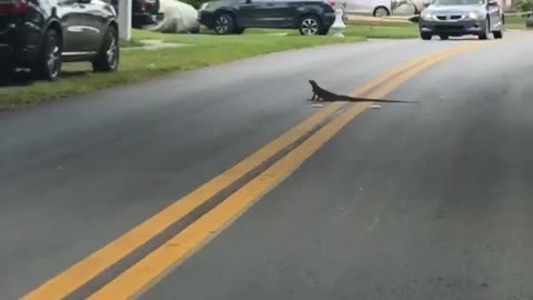 Lizard Uses Lightning Fast Reflexes to Avoid Car