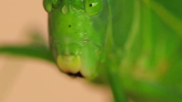 Closeup with Green Cricket Scare.
