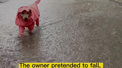 This looks cool. It's raining and the dog has his own raincoat