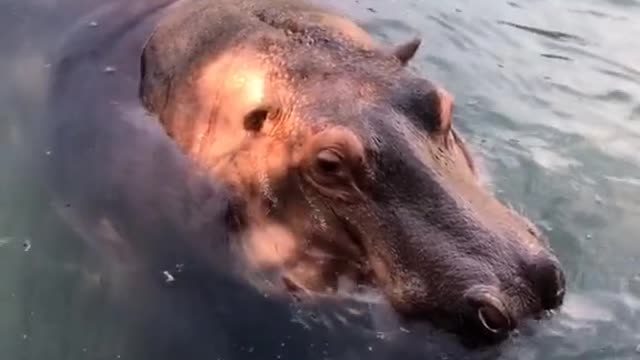 Hippo's big mouth and tongue