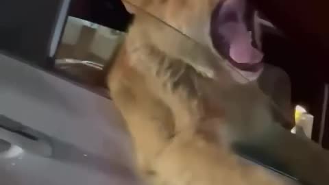 Lion in Car