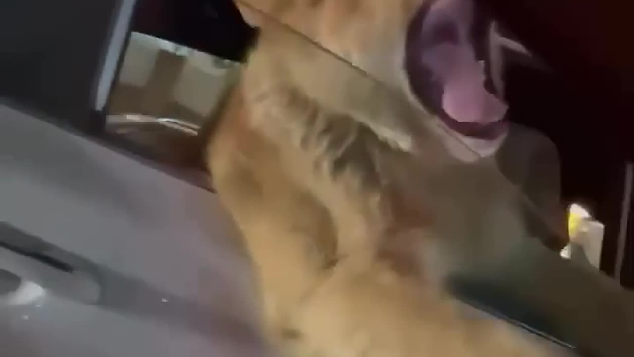 Lion in Car