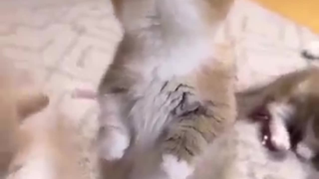 So cute funny cat πΊπππ