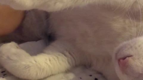 touching and patting a sleepy cat on the bed