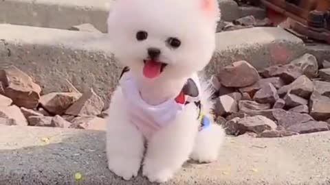 Cute 😘 Pomeranian puppy video | dog videos | Cute puppy shorts | puppies videos | #shorts #puppy